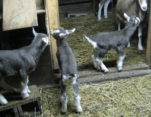 toggenburg milk production goat goats average lactation period