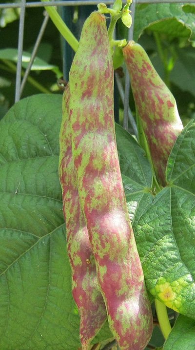 October Beans: Seeds to Plant. Fall bean. Organic, Heirloom, Heritage