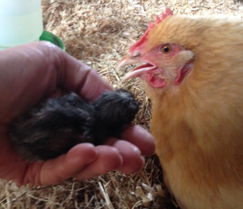 You can use an incubator to hatch eggs or a broody hen can hatch them 