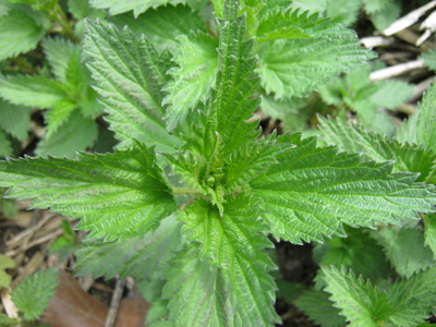 Stinging Nettle Root, Organic, Dried from Frontier