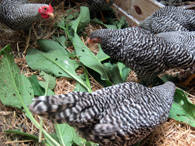 Buy Bantam Dominique Rare Hatching Eggs