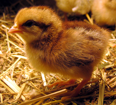 Black Breasted Red Old English Game Bantam Chicks