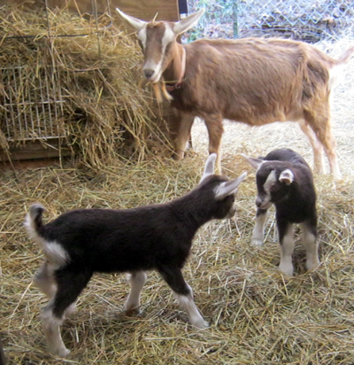 Toggenburg Goats for Sale: Kids, Doelings, Bucklings, Does, Bucks