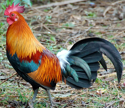 Black Breasted Red Old English Game Bantam Chickens