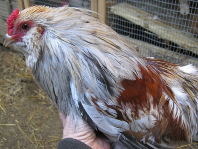 Bantam Easter Eggers: Blue and Green Hatching Eggs