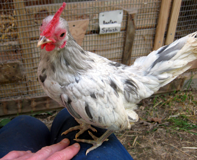 Splash Old English Bantam Hatching Eggs