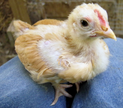 Buff Orpington Bantam Chicken Hatching Eggs