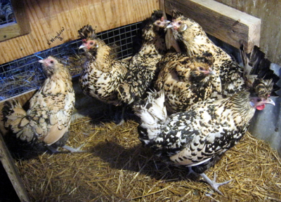 Buy Cream Brabanter Chicken Eggs for hatching. Endangered.