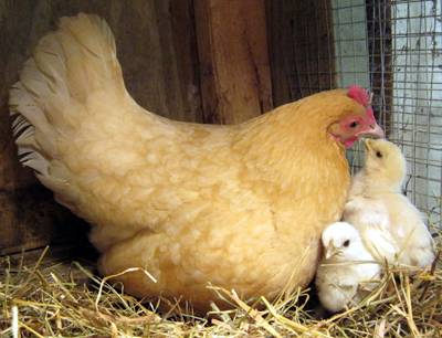 Broody Bantam Chicken Eggs for hatching. Silkie, Cochin, Dominique ...