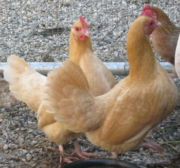 Banty Chickens: Broody hens. Incubate eggs. Crossbred.