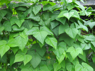 October Beans: Seeds to Plant. Fall bean. Organic, Heirloom, Heritage ...