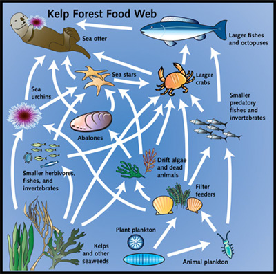 Buy Organic Thorvin Kelp for Plants and Animals